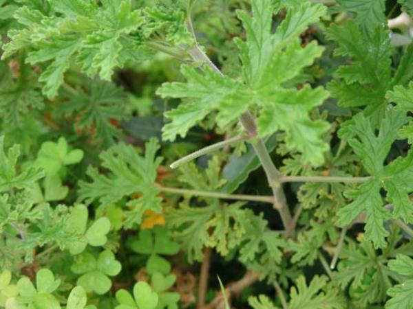 Pelargonium graveolens - герань использованная мной в рецепте.  В кулинарных целях может использоваться любой вид герани.   Читала, что знатоки советуют перед тем, как начать готовить понюхать листик и выбрать наиболее приятный запах. Очень часто в рецептах советуют использовать розовую герань (Пеларгониум розовый - Pelargonium roseum).