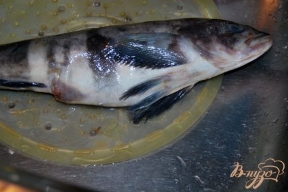 Можно брать любую рыбу. Я остановила свой выбор на морском окуне.