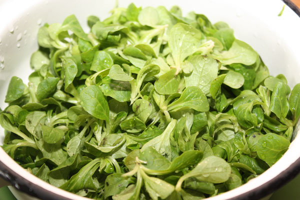 Вымоем салат корн и выложим его в миску.  Говорят, что этот вид салата очень положительно влияет на мужское здоровье :)