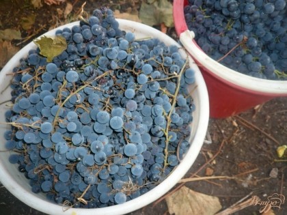 Для изготовления вина отлично подходит виноград сорта "Изабелла", но подойдет и любой другой сорт, или же смесь сортов. Виноград берем обязательно немытый.