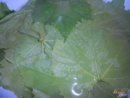 Замачиваю виноградные листья в кипятке. Жду пока листья не поменяют цвет с зеленого на оливковый. Затем воду сливаю.