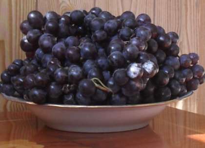 Подготовьте виноград столового сорта «Изабелла». Очистите его от мелкого мусора, листочков и веточек. Удалите также недозрелые ягодки, а также засушенные и гнилые. Для приготовления вина подойдет виноград любого размера. Если ягоды сильно загрязнены, протрите их аккуратно тряпочкой.