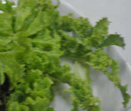 Зеленый пучок салата нужно вымыть и обсушить (просто воду лишнюю стряхните с листьев). Порежьте салат на большие куски (можете порвать руками).