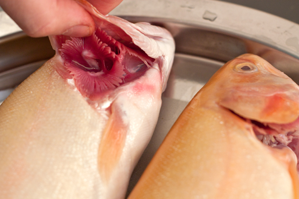 Удалите жабры. Обратите внимание, что у свежей рыбы жабры должны быть яркими, красно-малинового цвета. На свежесть рыбы также указывает прозрачность глаз.