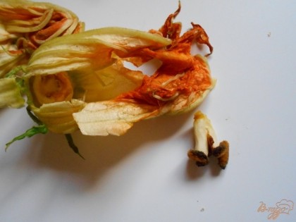 У молодых цуккини отрываем цветок. Аккуратно раскрываем его и из середины удаляем тычинки.
