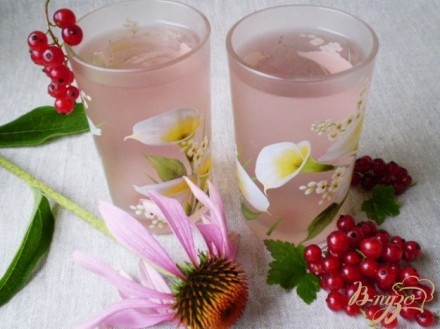 Напиток из красной смородины и листьев эхинацеи пурпурной